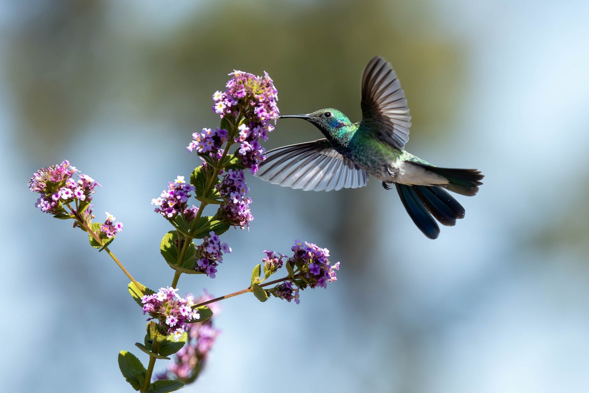 kolibřík ametystouchý - ML620613693
