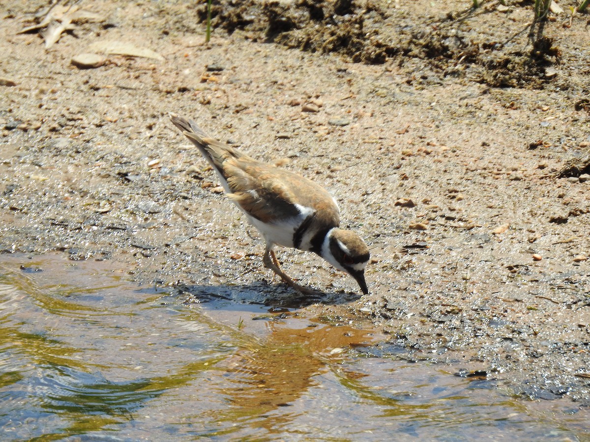 Killdeer - Janet Pellegrini