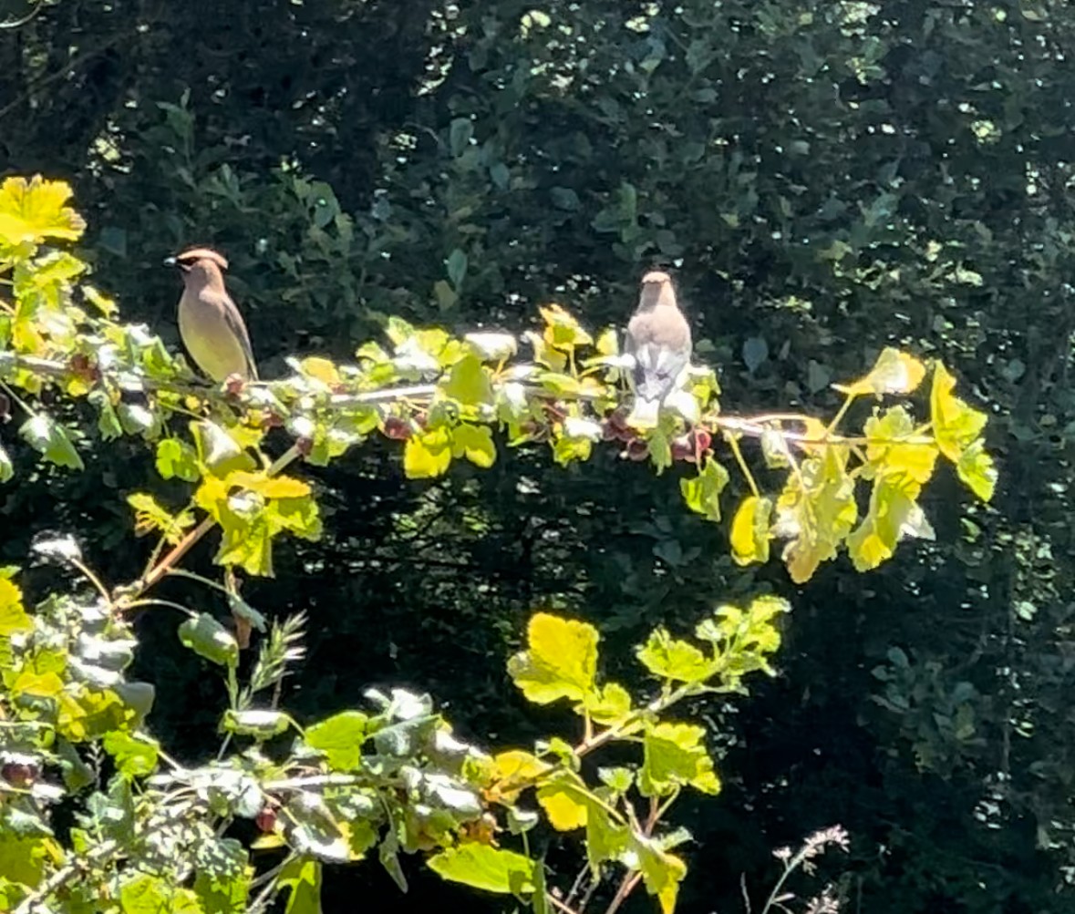 Cedar Waxwing - ML620613695