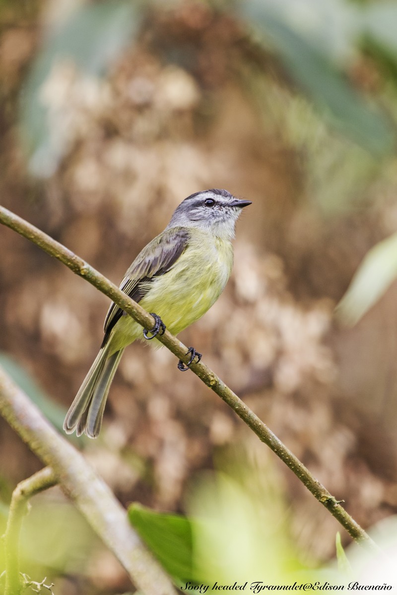 Sooty-headed Tyrannulet - ML620613696