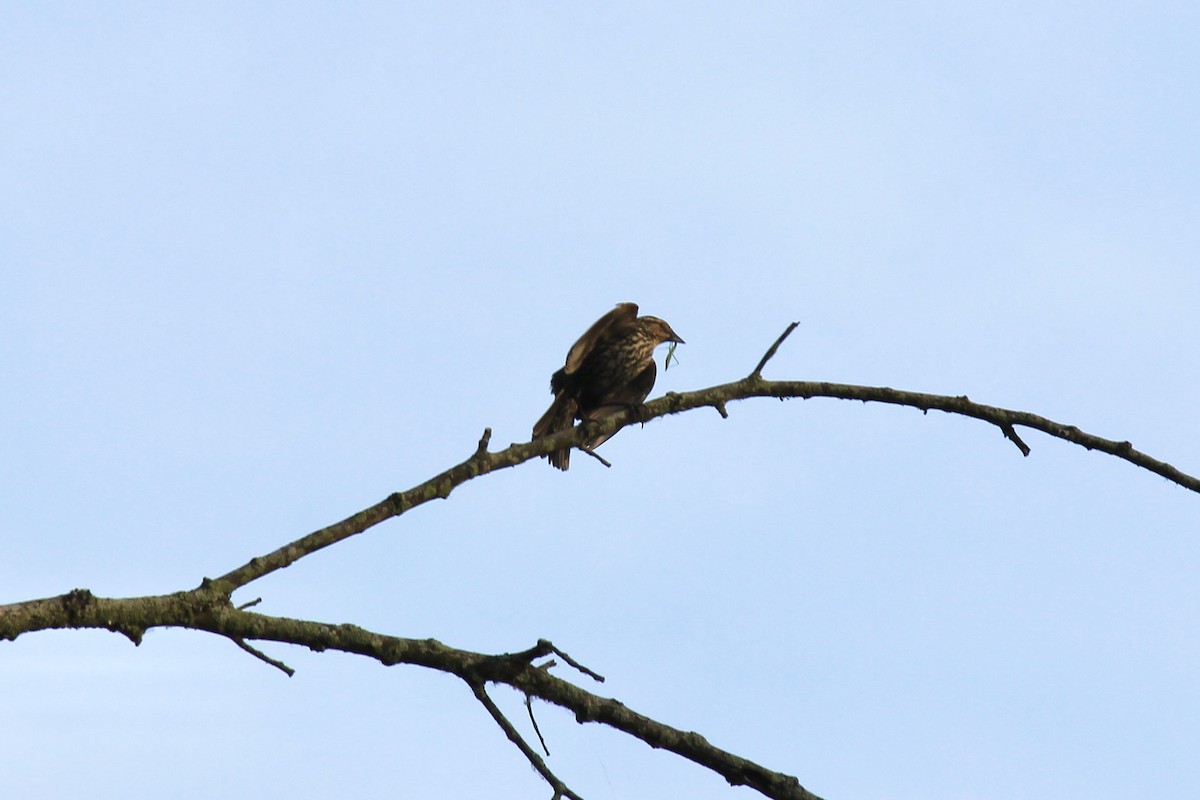 Red-winged Blackbird - ML620613699