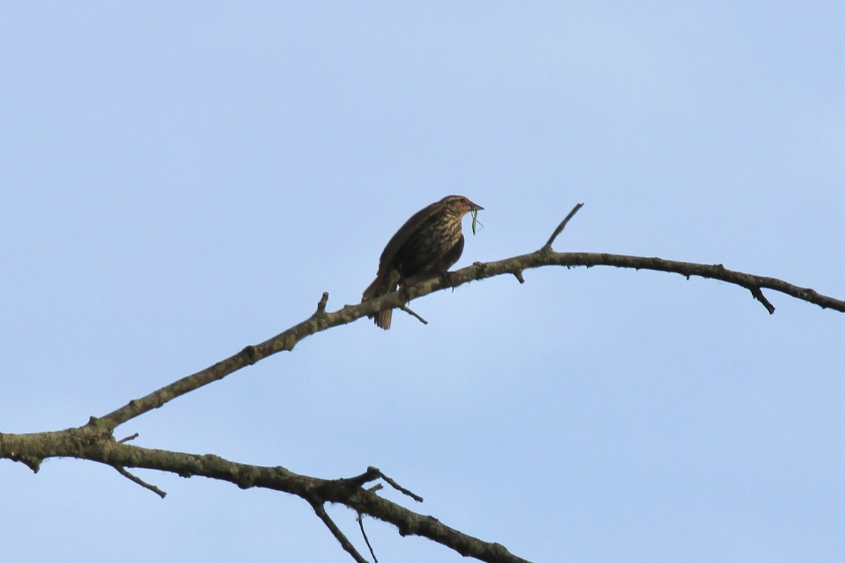 Red-winged Blackbird - ML620613700