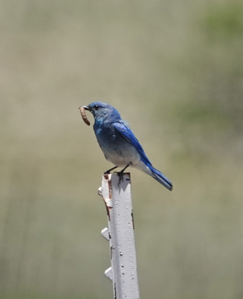 Mountain Bluebird - ML620613701