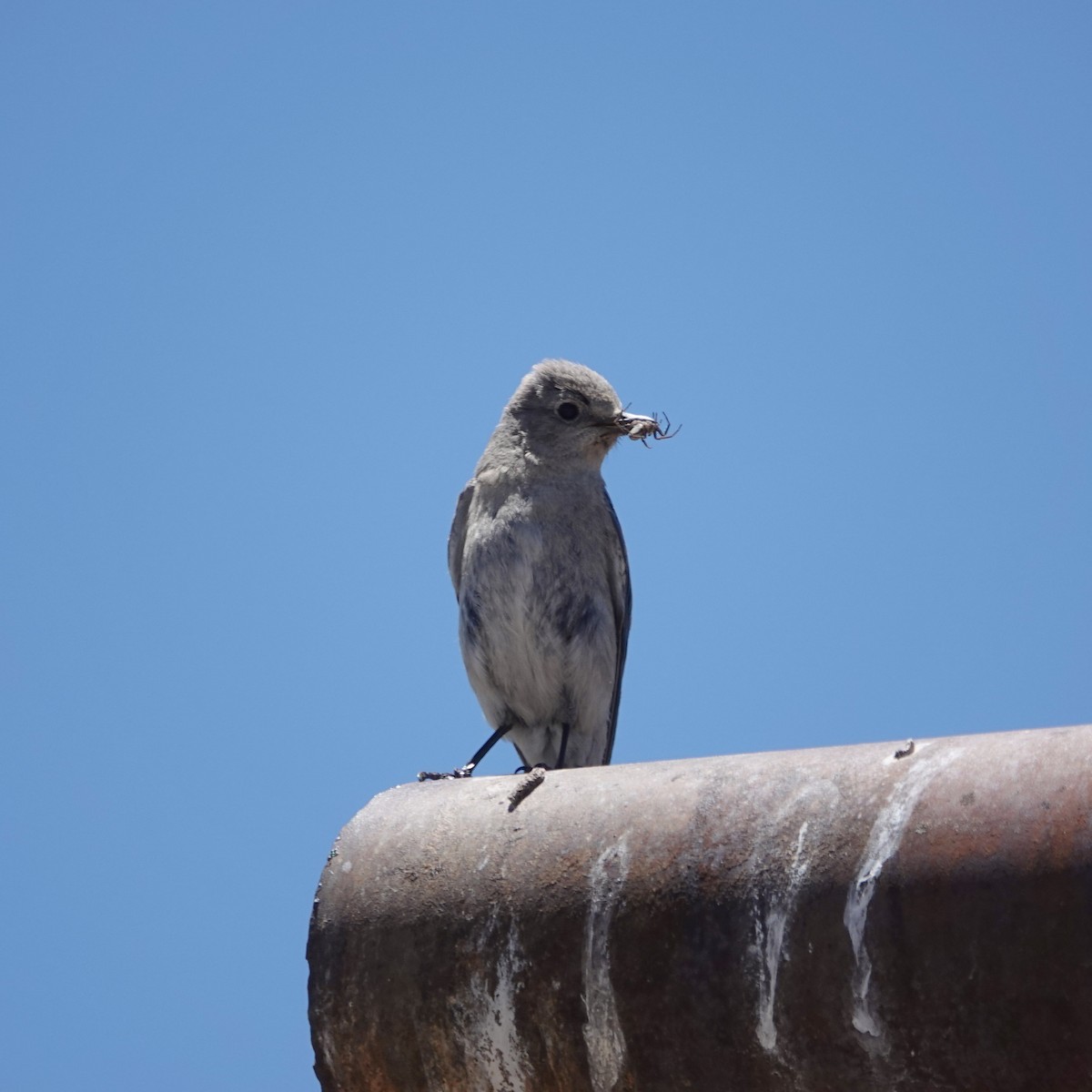 Mountain Bluebird - ML620613702