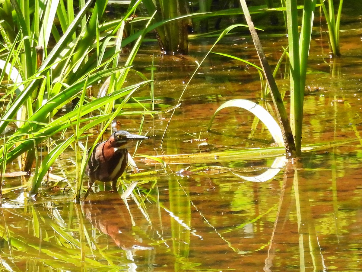 Green Heron - ML620613704