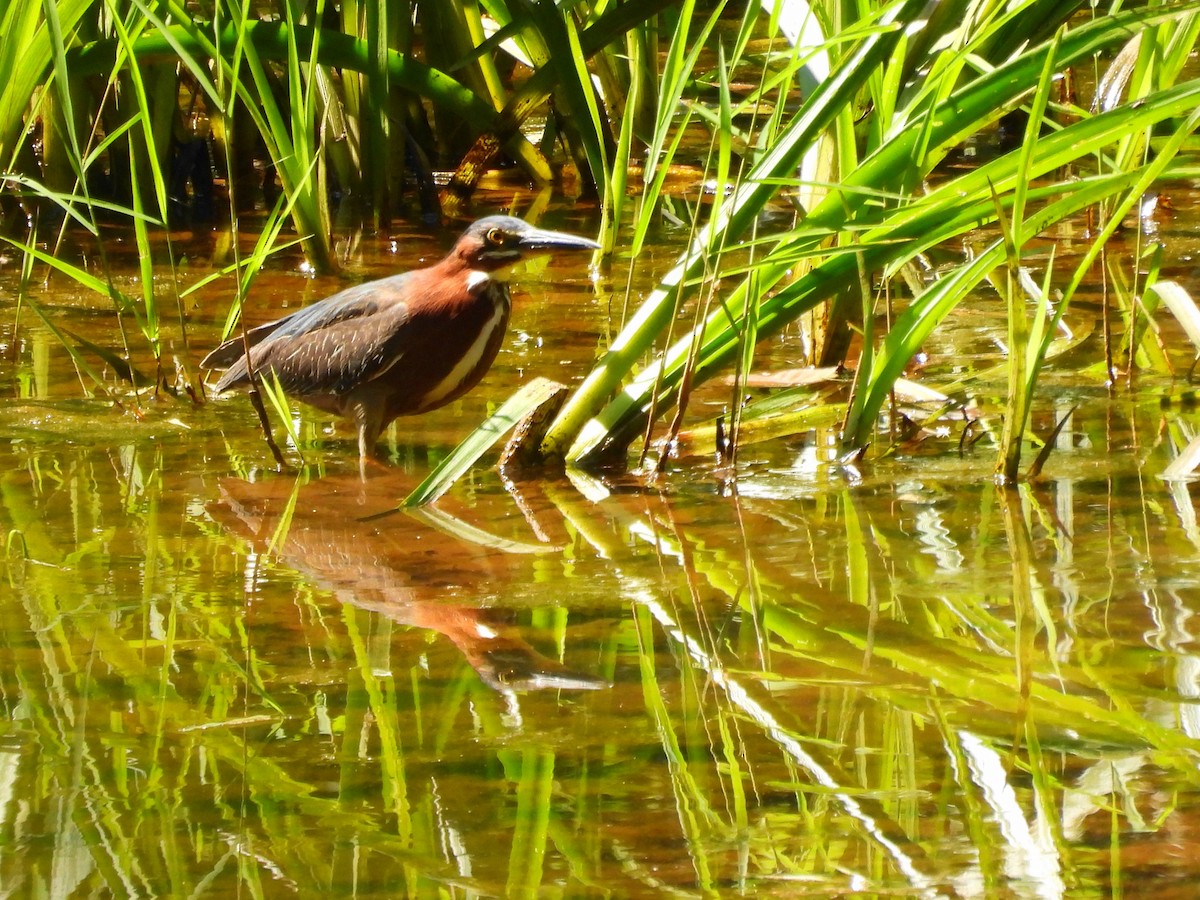 Green Heron - ML620613705