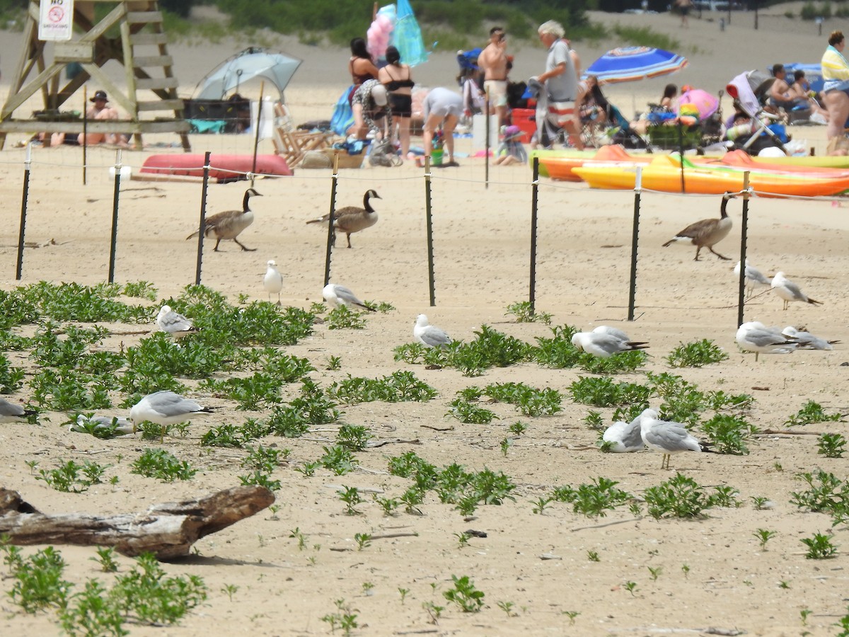 Ring-billed Gull - ML620613706