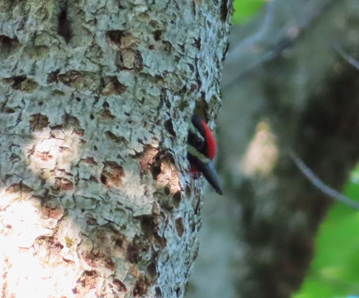 Yellow-bellied Sapsucker - ML620613707