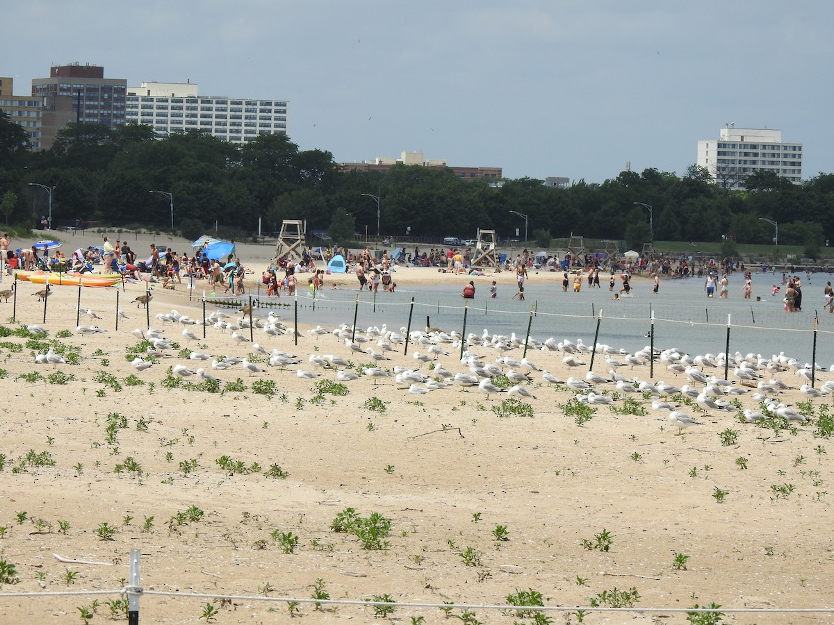 Ring-billed Gull - ML620613708