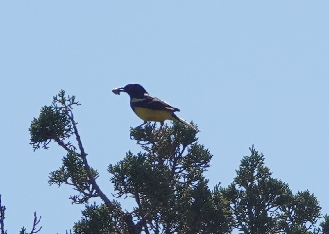 Oriole jaune-verdâtre - ML620613711