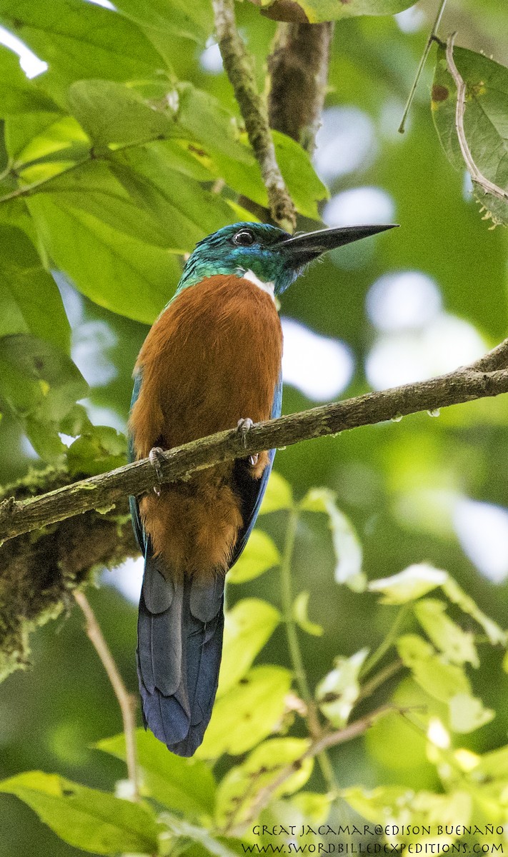 Great Jacamar - ML620613712