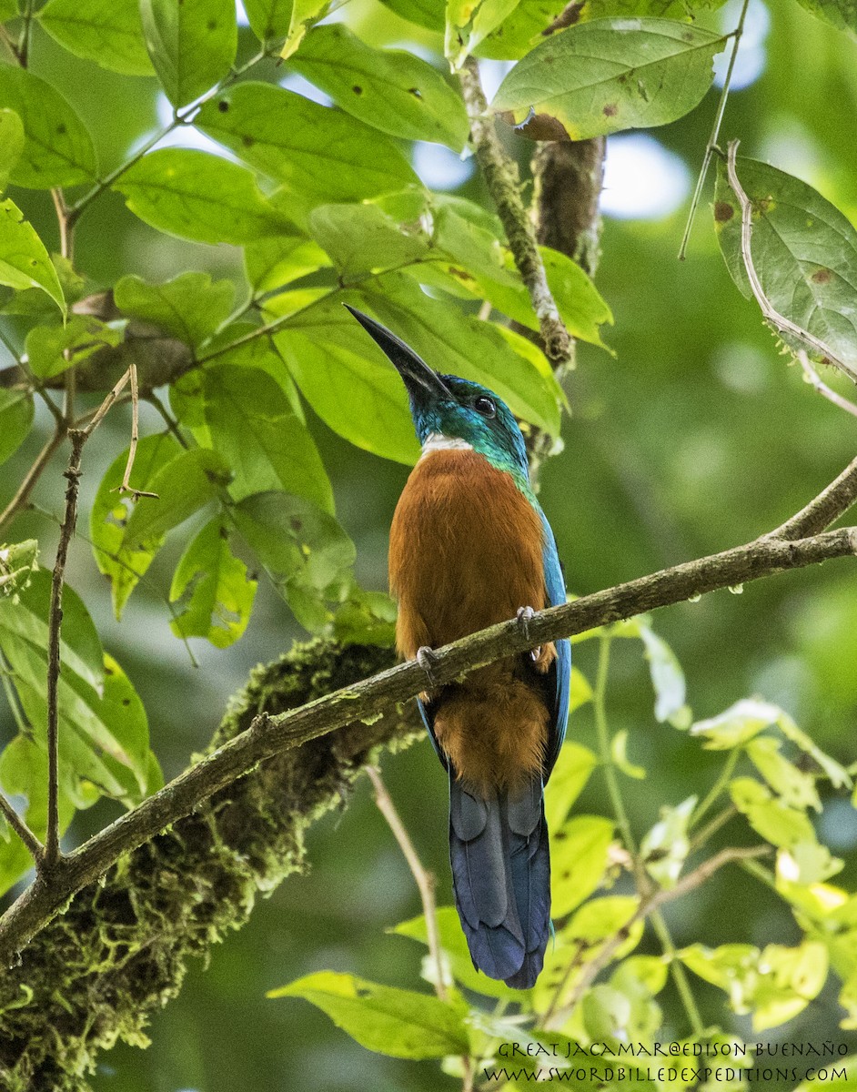 Great Jacamar - ML620613713