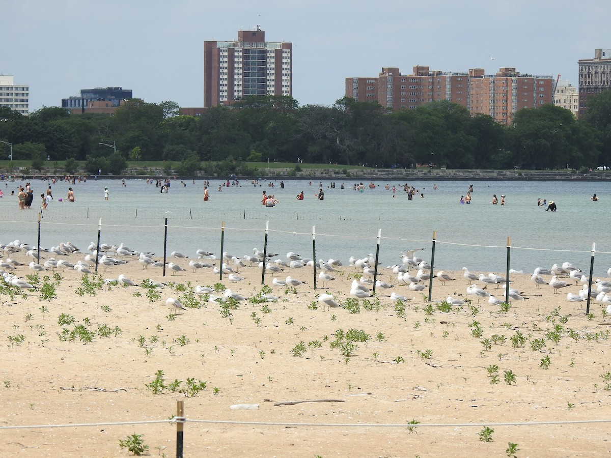 Ring-billed Gull - ML620613714