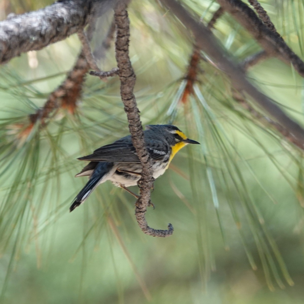 Grace's Warbler - ML620613715