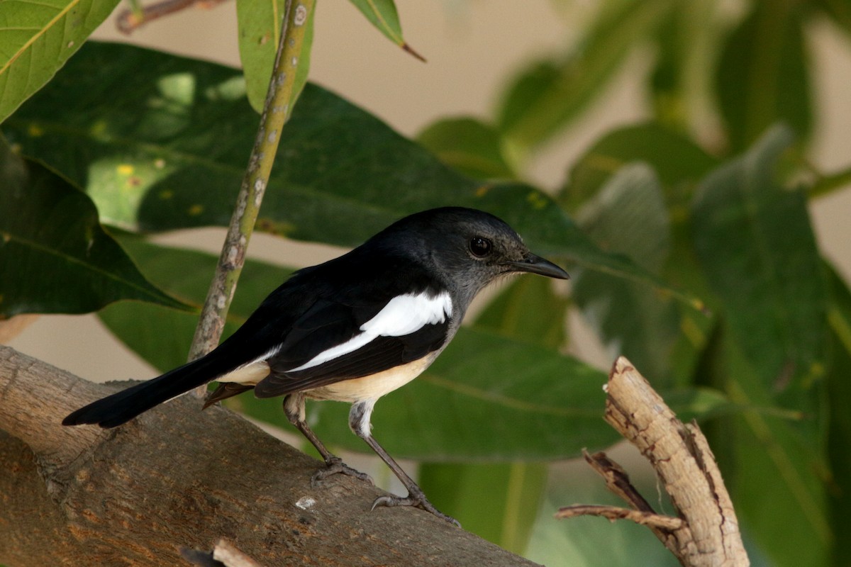 Oriental Magpie-Robin - ML620613718