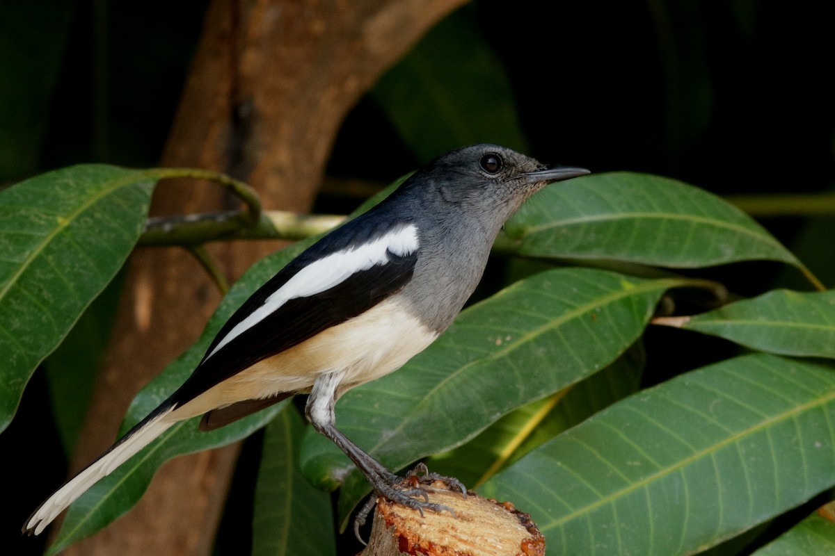 Oriental Magpie-Robin - ML620613719