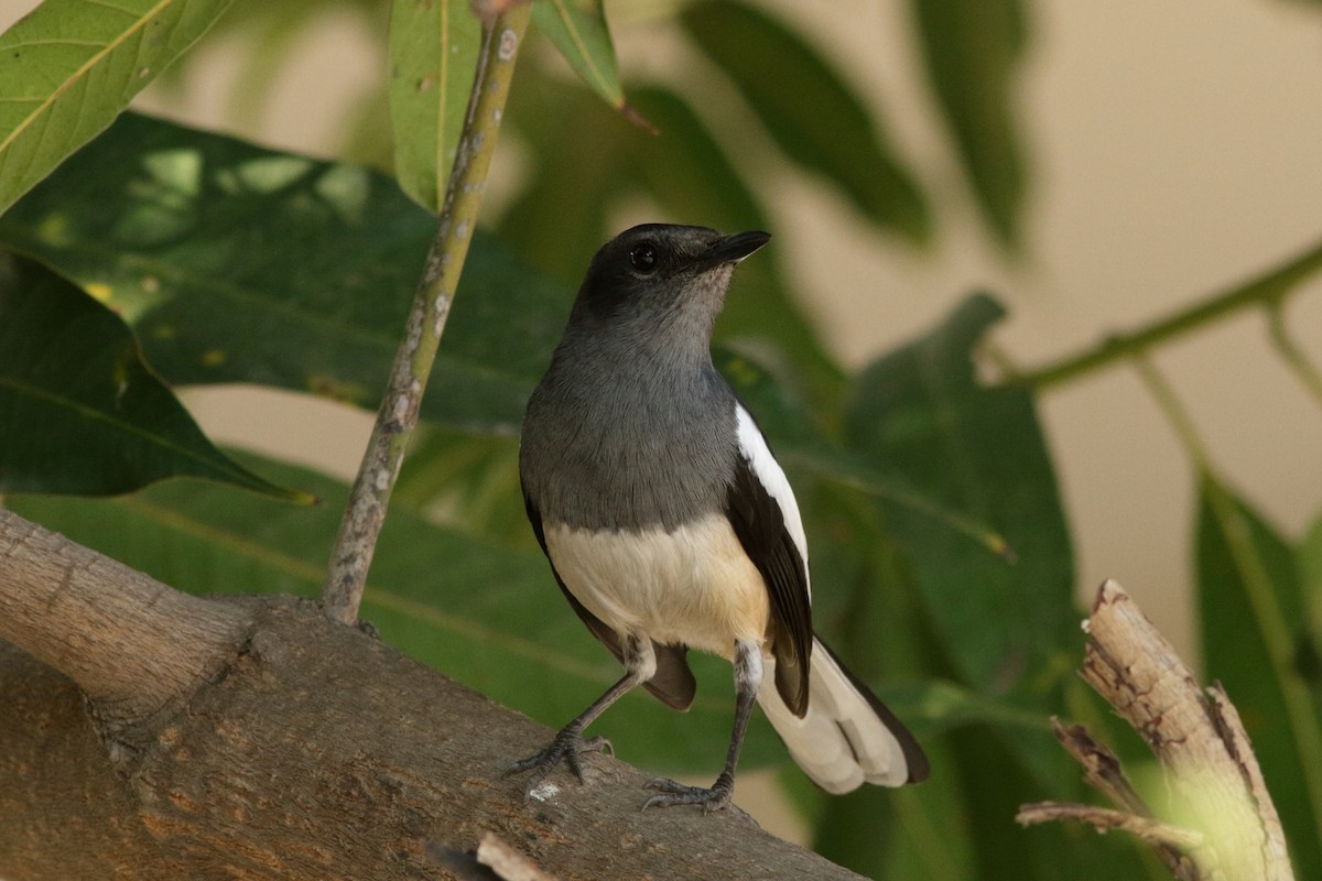 Oriental Magpie-Robin - ML620613720