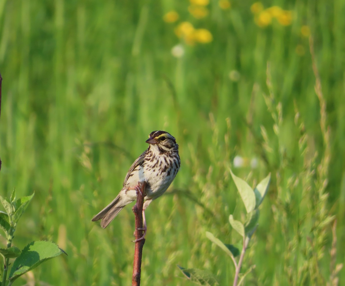 Savannah Sparrow - Chantal Labbé