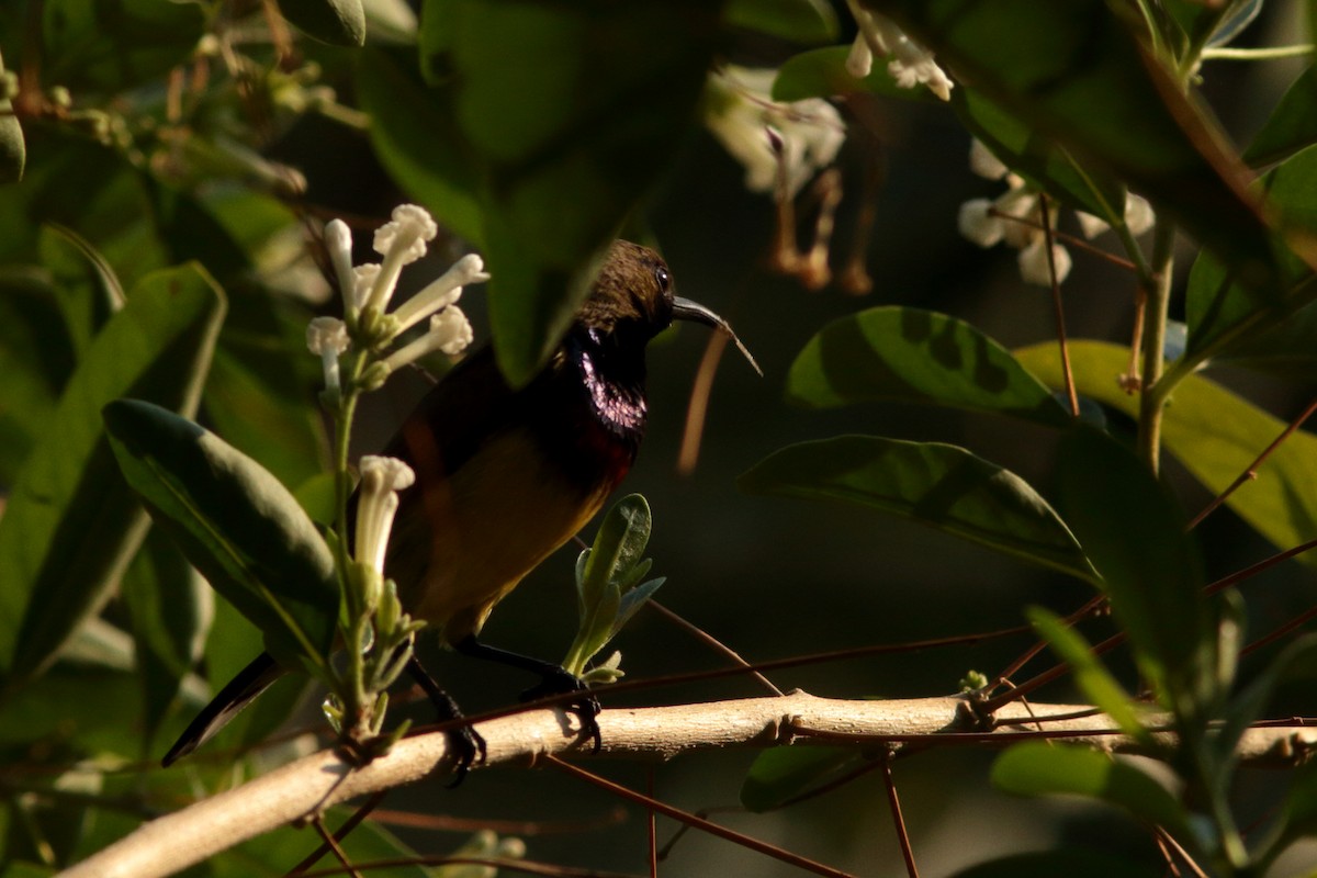 Ornate Sunbird - ML620613724