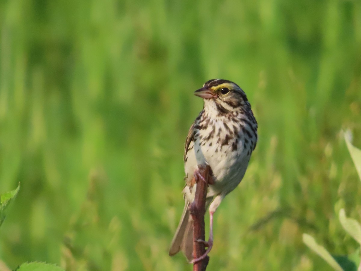 Savannah Sparrow - ML620613725