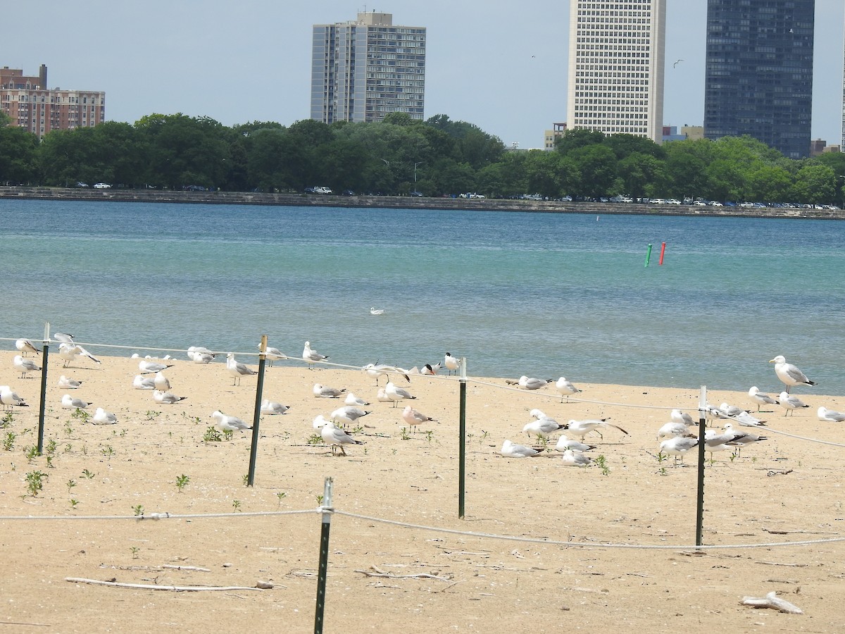 Ring-billed Gull - ML620613727