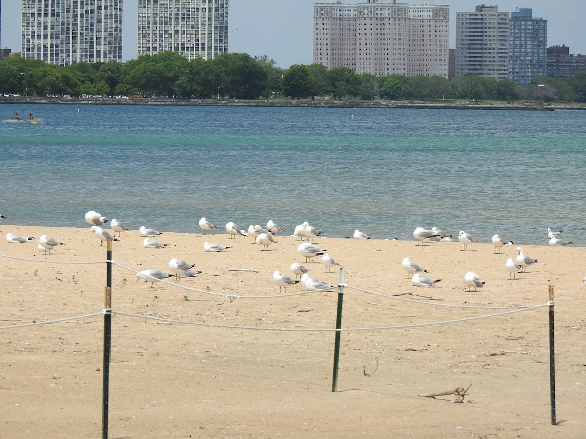 Ring-billed Gull - ML620613728