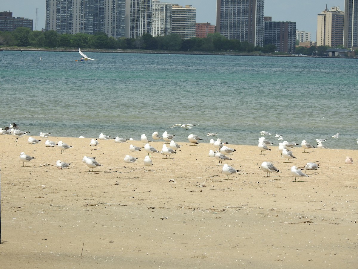 Ring-billed Gull - ML620613730