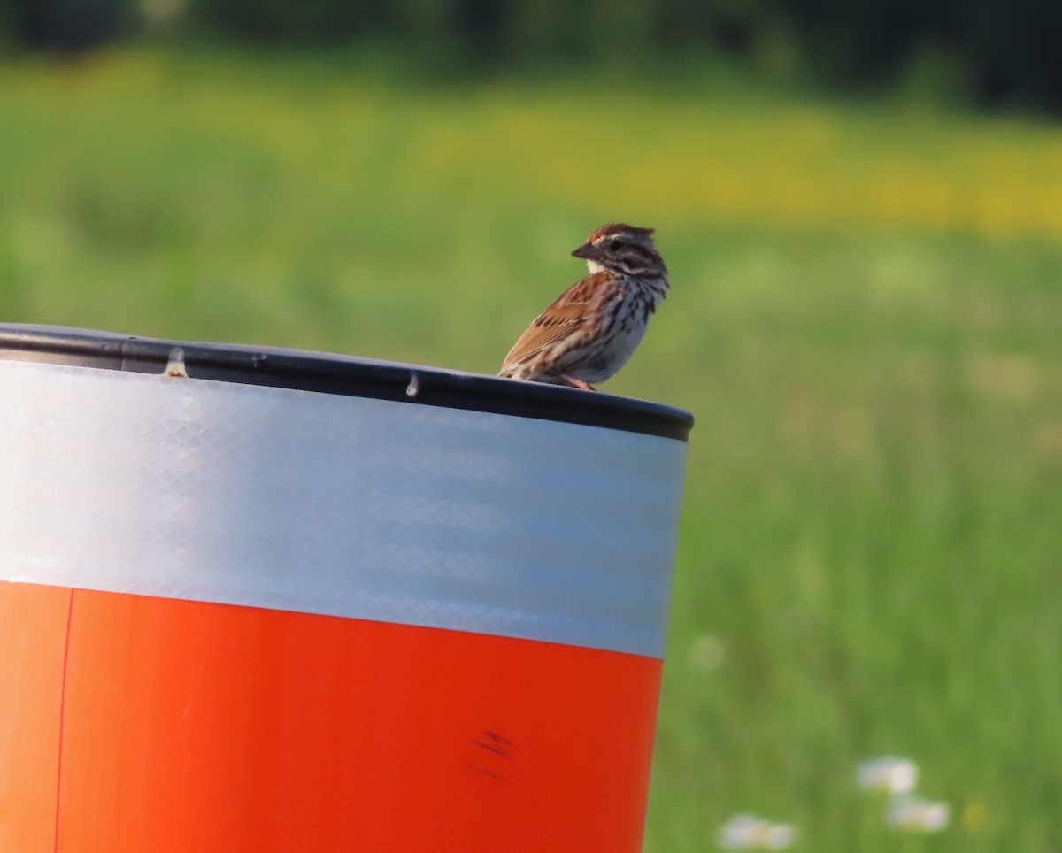 Song Sparrow - ML620613731