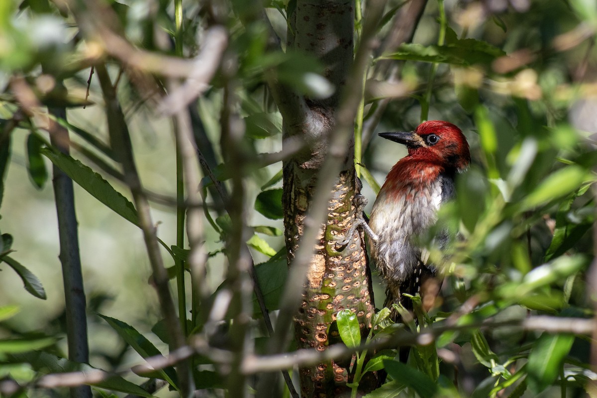 Red-breasted Sapsucker - ML620613738