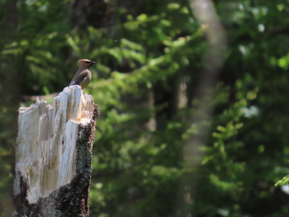 Cedar Waxwing - ML620613739