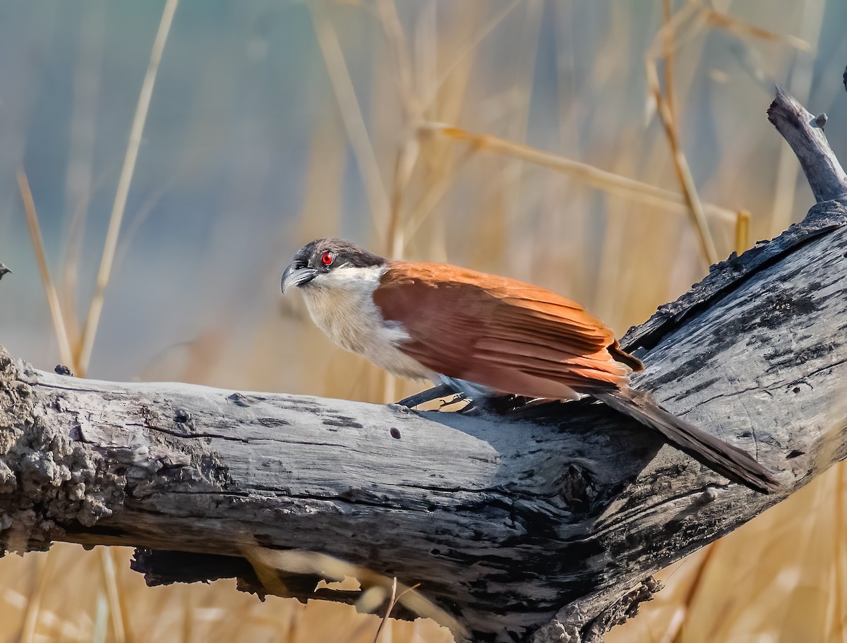 Coppery-tailed Coucal - ML620613740