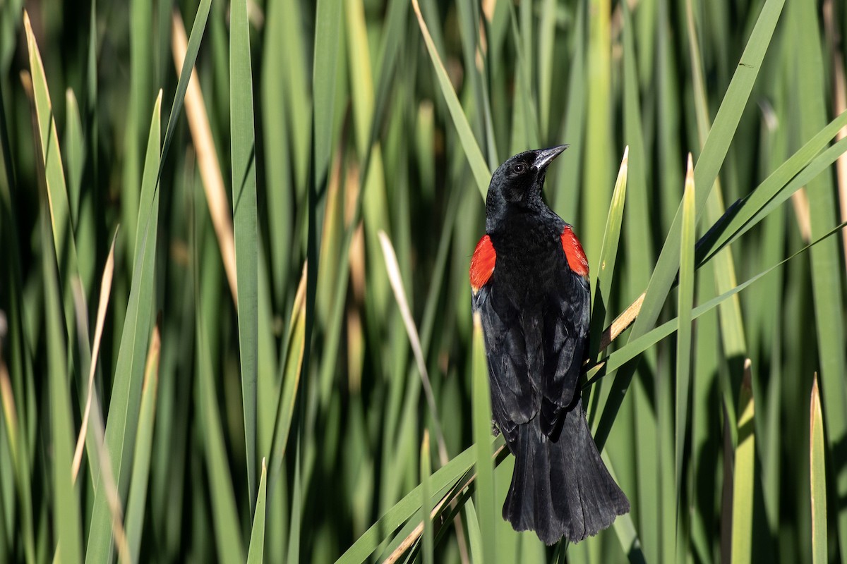 Red-winged Blackbird - ML620613741