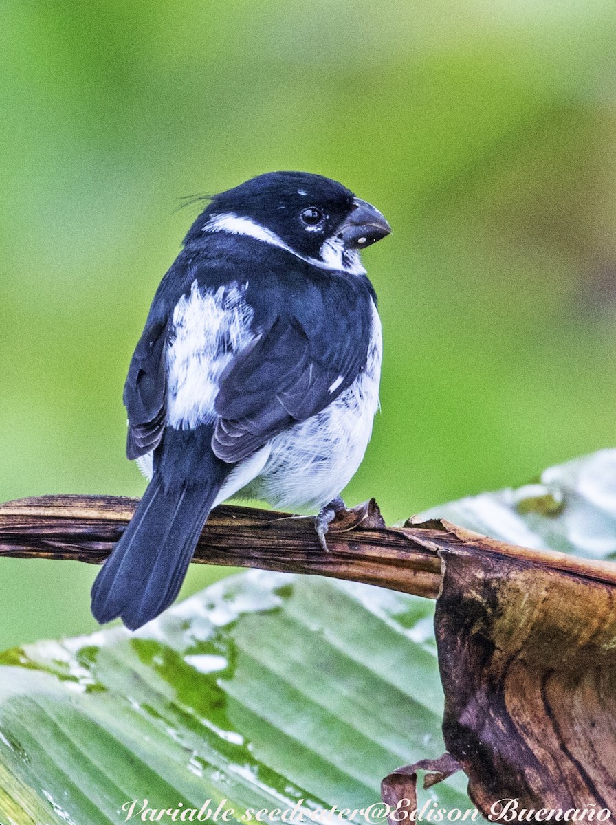 Variable Seedeater - ML620613742