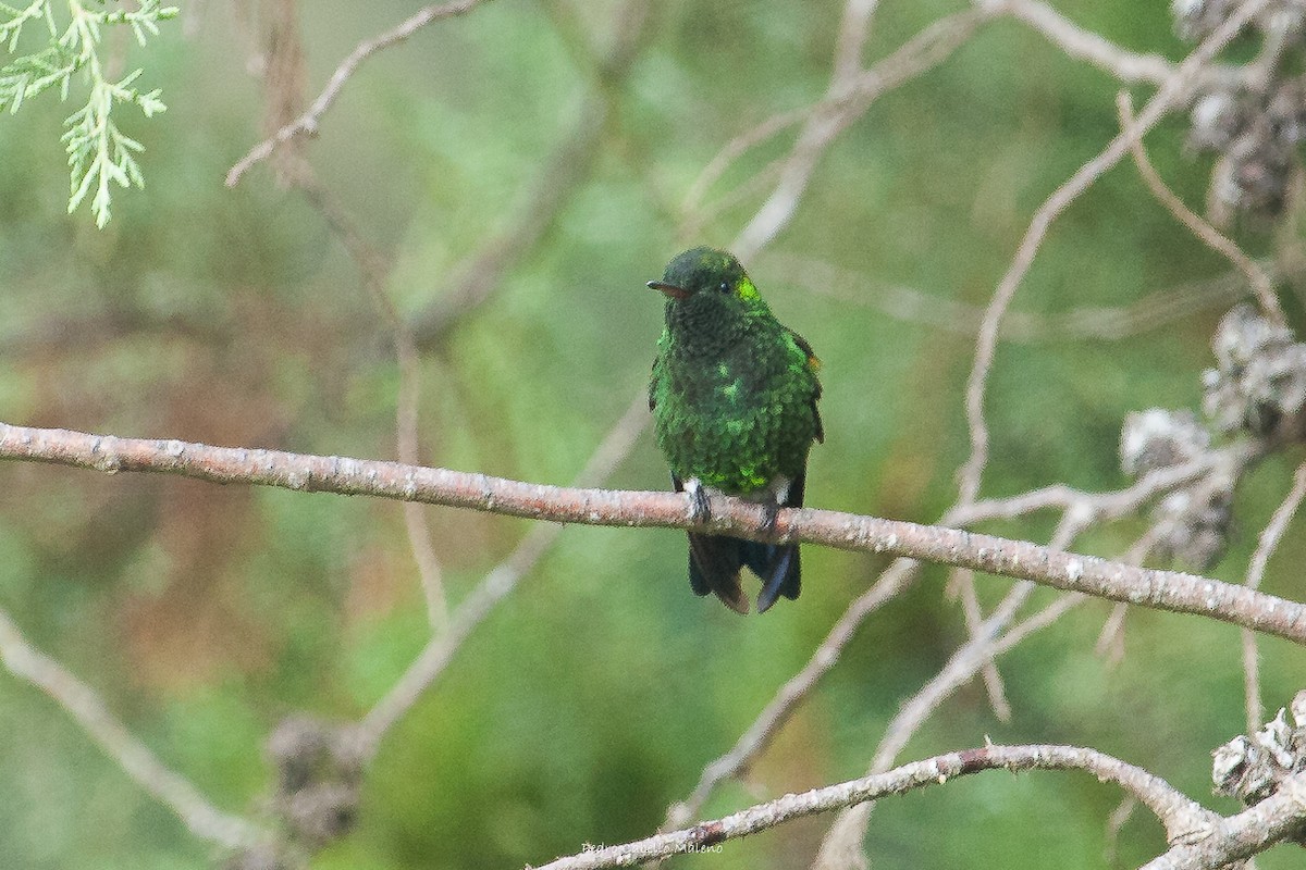 Copper-rumped Hummingbird - ML620613743