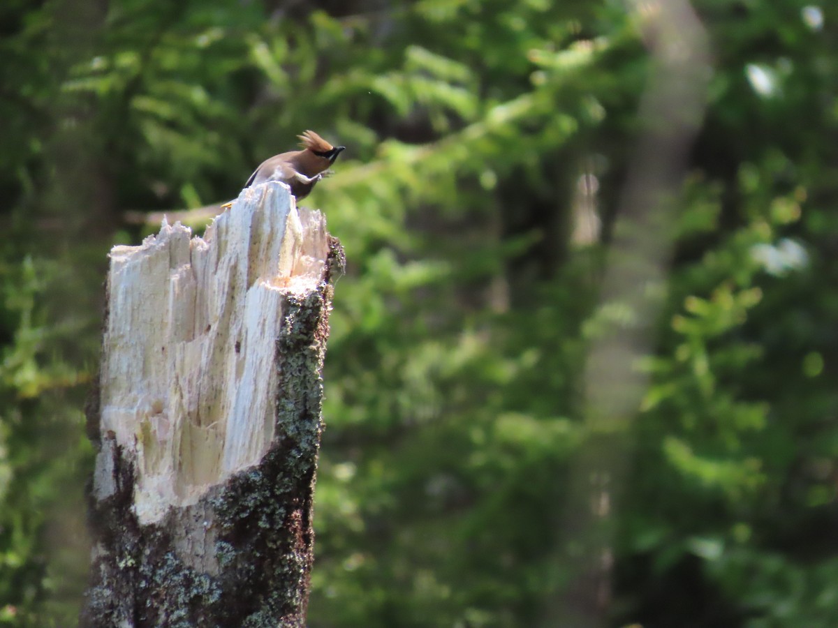 Cedar Waxwing - ML620613745