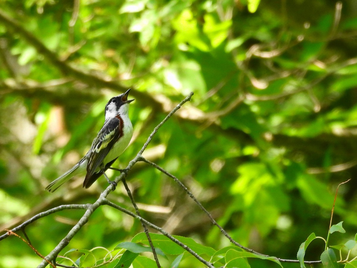 Chestnut-sided Warbler - ML620613749