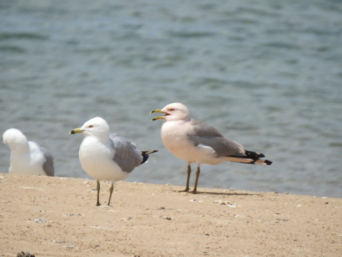 Ring-billed Gull - ML620613750