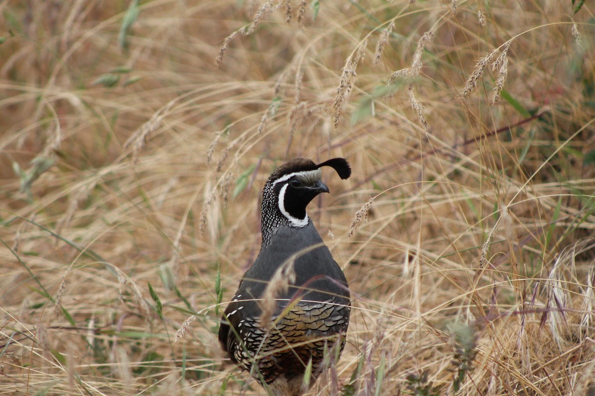 California Quail - ML620613754