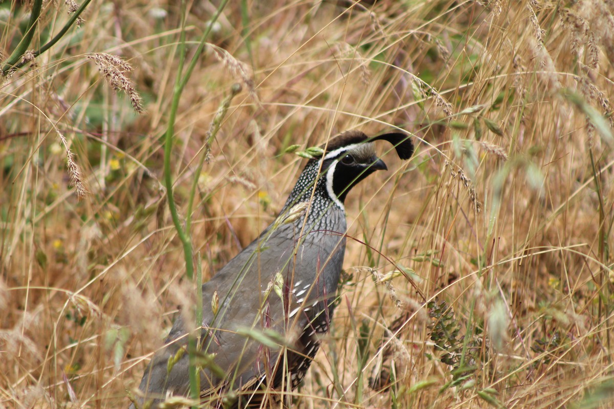 California Quail - Violet Wormington