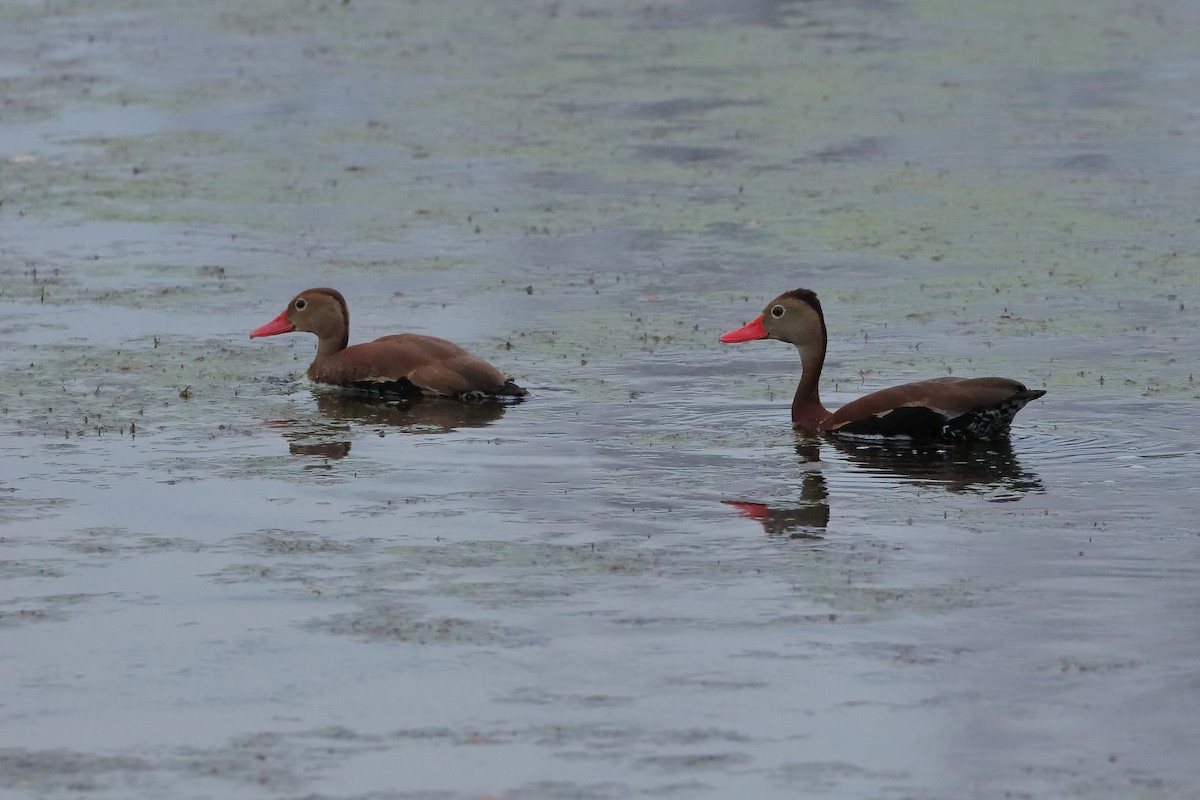 Dendrocygne à ventre noir - ML620613756