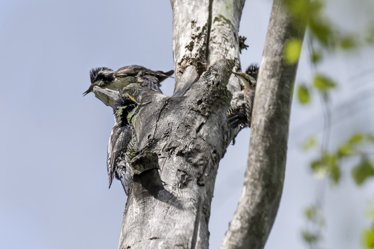 Eurasian Three-toed Woodpecker - Valery Treitsiak