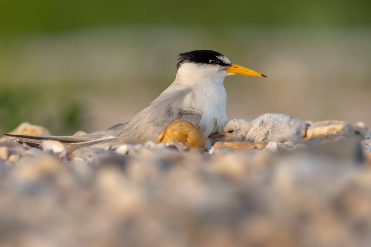 Least Tern - ML620613758