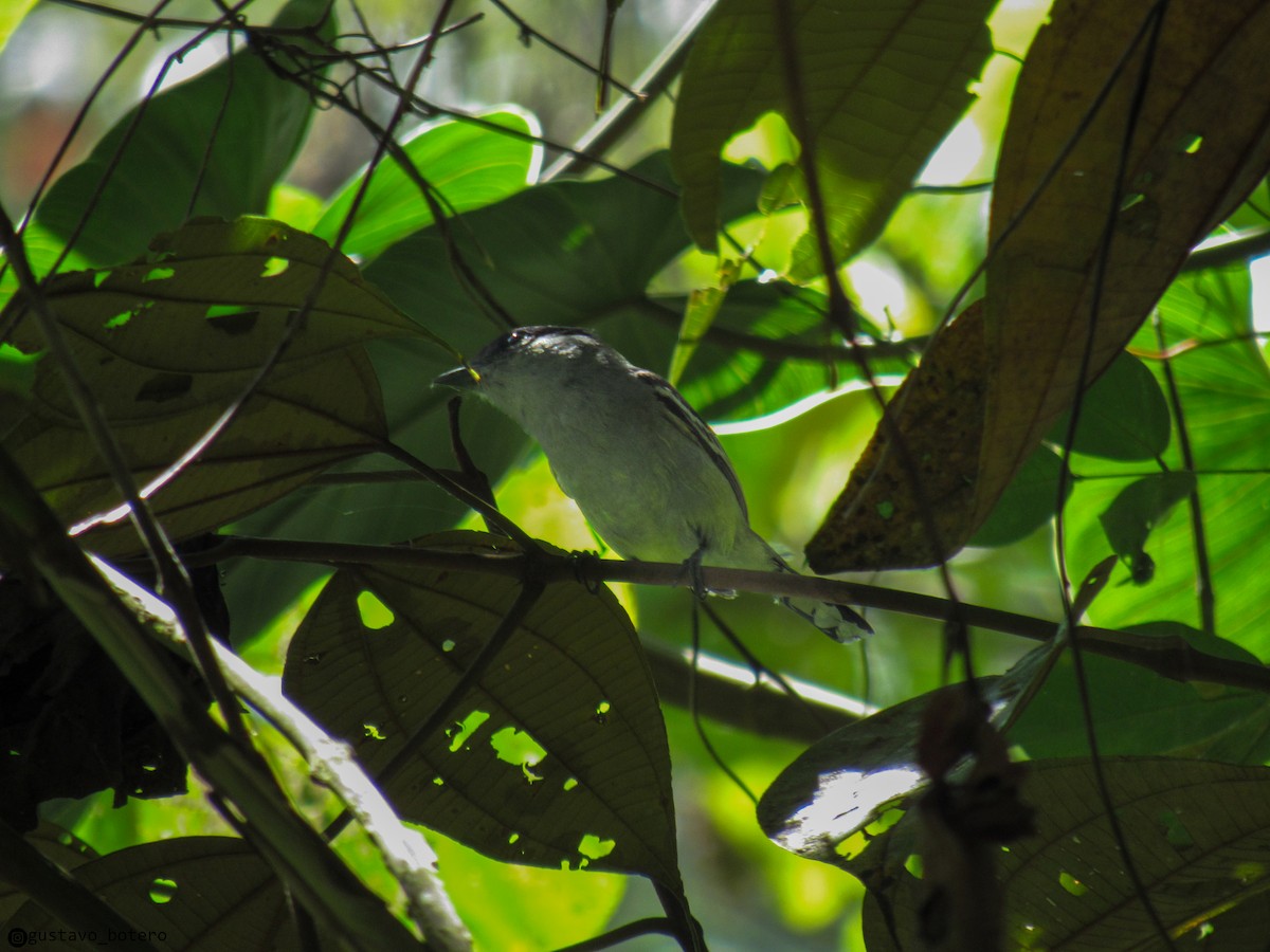 White-winged Becard - ML620613759