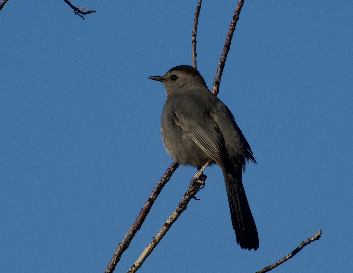 Pájaro Gato Gris - ML620613765