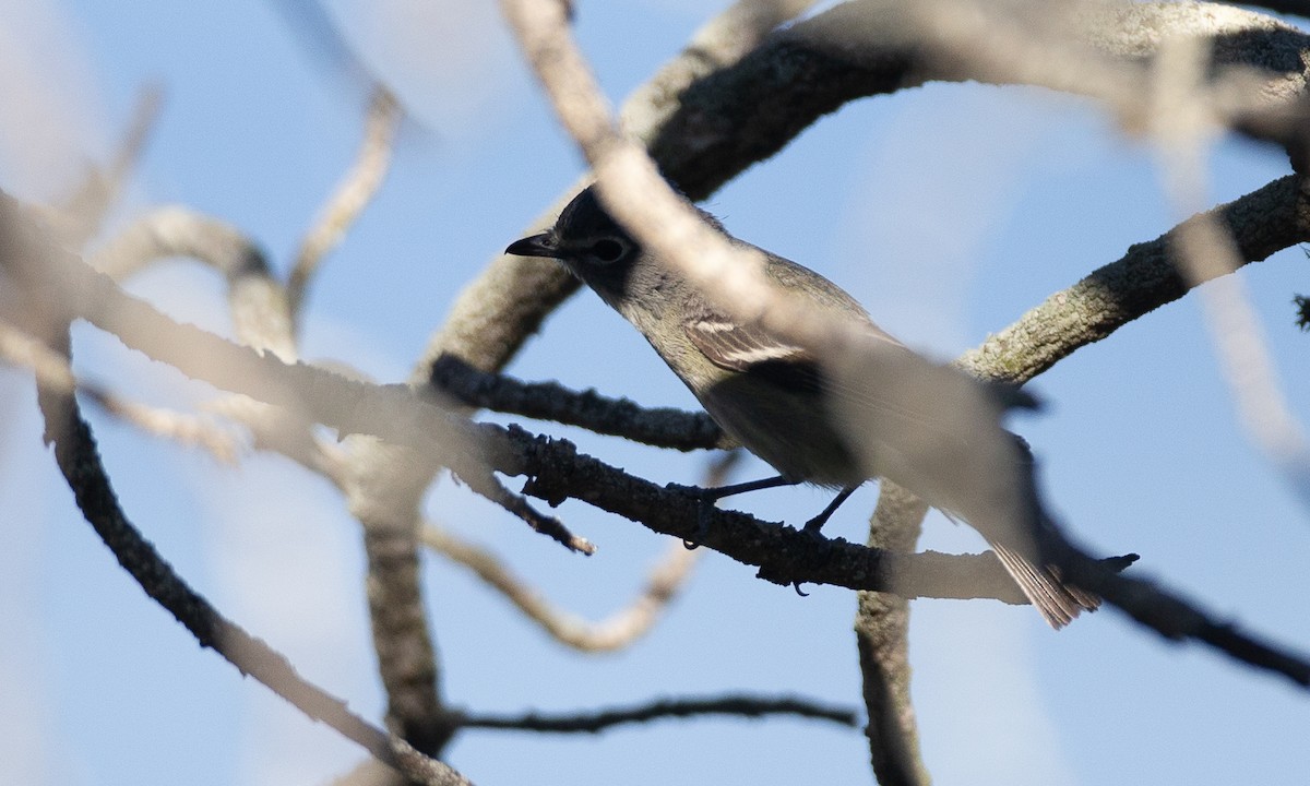 Cassin's Vireo - ML620613768