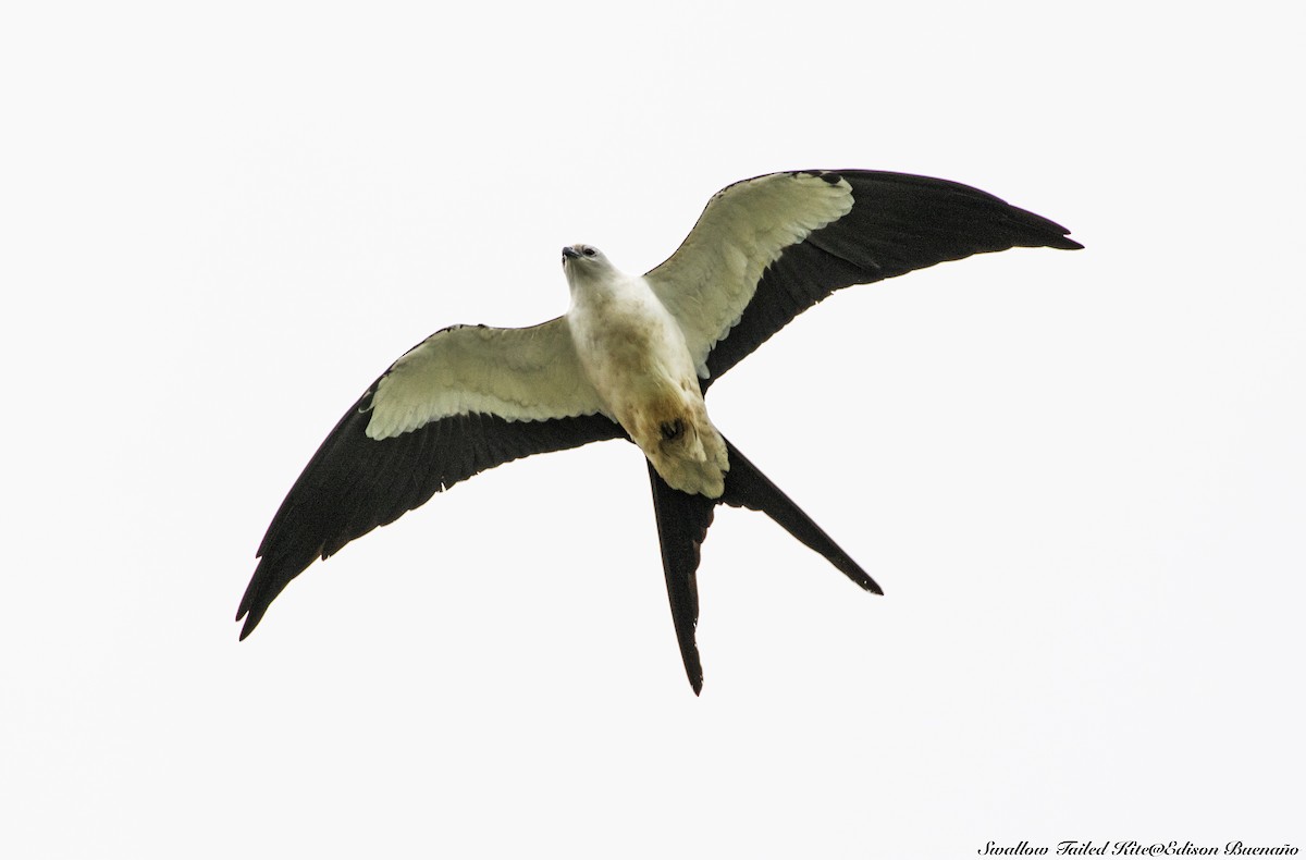 Swallow-tailed Kite - ML620613769