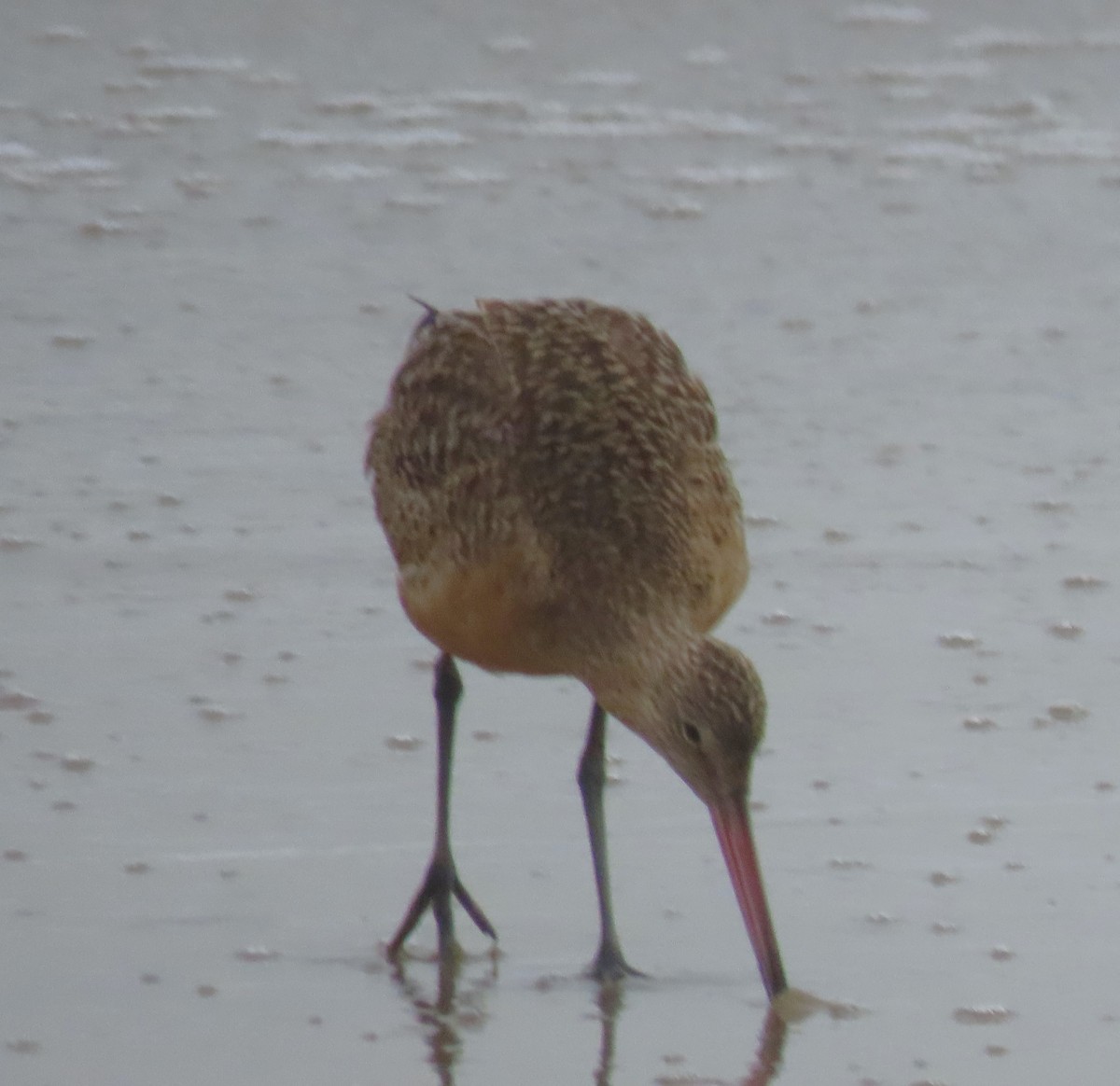 Marbled Godwit - ML620613770