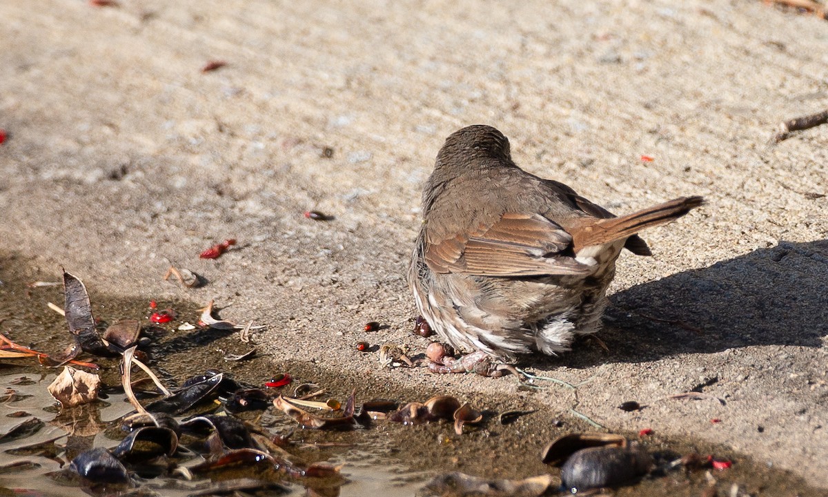 Fox Sparrow (Sooty) - ML620613772