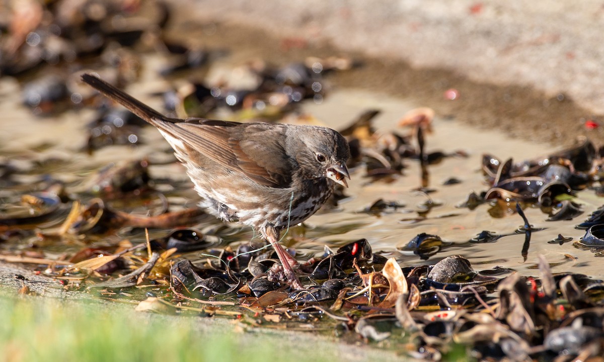 Fox Sparrow (Sooty) - ML620613778