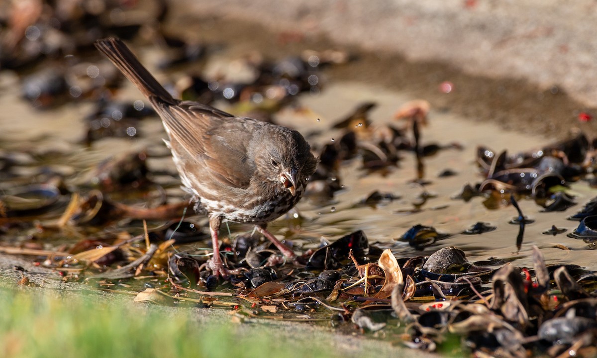 Fox Sparrow (Sooty) - ML620613779